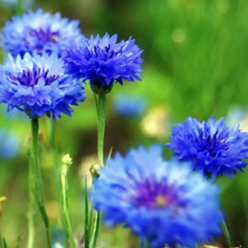 Cornflower Seeds (1000 Seeds) - Vibrant, Colorful Blooms for Outdoor Gardens, Adds Splash of Color, Ideal for Cultivation, Perfect for Gardeners