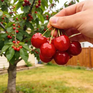 Early Robin Cherry Tree – Sweet Red Cherries, Ideal for Backyard Growing