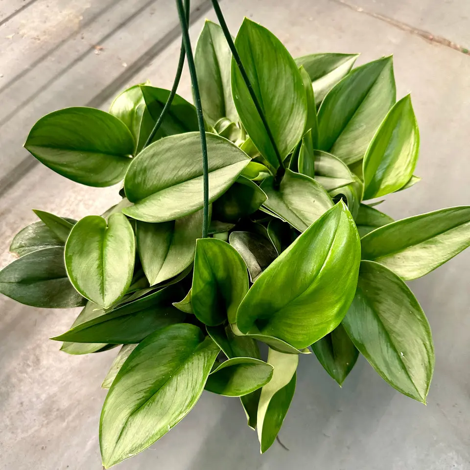 Scindapsus treubii ‘Moonlight‘ - 8” pot