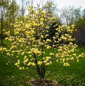 Yellow Bird Magnolia Tree Live Plant - 6-12" Tall - 2.5 Inches Pot - Yellow Magnolia Bush Fragrant Magnolia Flowers - No Ship To AK, HI and P.R.