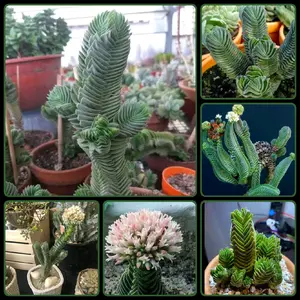 2 Spectacular Rare Buddha’s Temple Crassulas Starter Plants Rooted & Established
