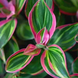 4 Pink Stripe Wandering Jew Cuttings – Tradescantia Tricolor 4 Pink Stripe Wandering Jew Cuttings – Tradescantia Tricolor