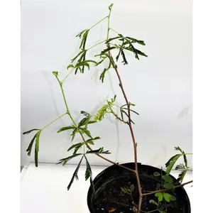 PLANTA DORMIDERA O MORIVIVI CON RAIZ