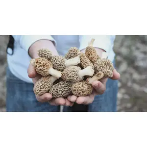 Morel Mushroom Spores in Sawdust Bag Garden Grow Kit Makes 5 gal