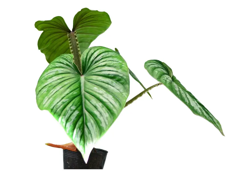 Anthurium acaule (seedling) - TikTok Shop