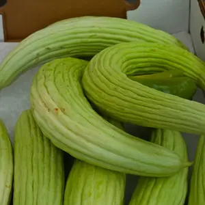 Armenian Cucumber (Cucumis melo var. flexuosus 'Armenian') Organic Seeds – Crisp Mild Flavor, Long Curved Fruits, Excellent for Fresh Eating