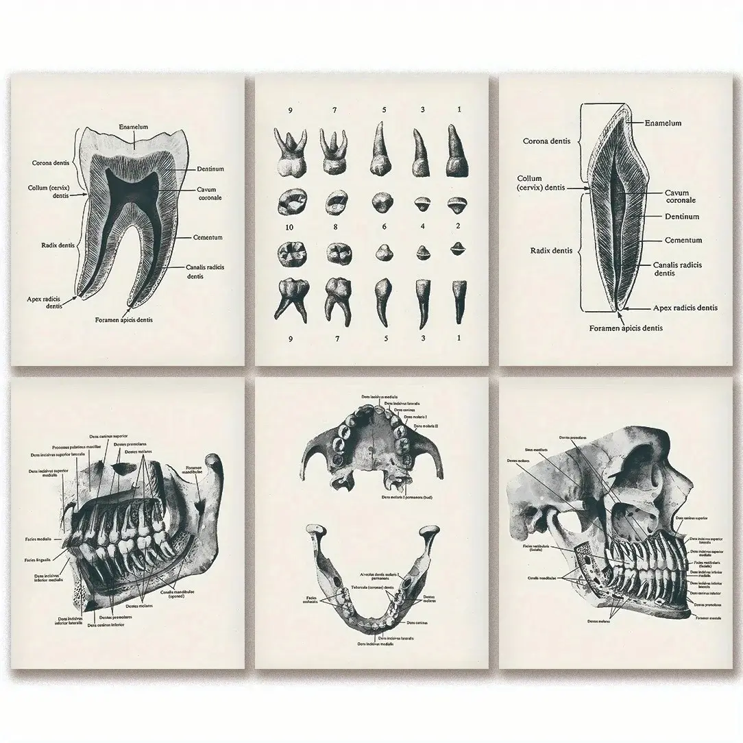 6pcs/set Frameless Dental Anatomy Posters Artistic Illustrations Dentistry Art Canvas Art Artwork Dentist Office Decor Orthodontist Gift Dental Clinic Wall Decor Pictures Picture Image Prints Dental School Education Vintage Prints