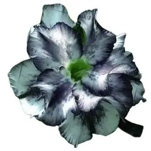 Green River 4 Pcs White Black Desert Rose Seeds - Rare Desert Rose Plant Seeds for Pots, Bonsai & Gardens, Exotic Perennial Flower Seeds for Planting, Premium Seeds for Gardening Outdoors & Indoors