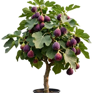 Cold-Hardy Perennial Edible Fig Tree Live Single Plant, Easy-Grow Container-Ready Plant with Lobed Leaves, Beginner-Friendly for Home Garden or Backyard Orchard,summervibes