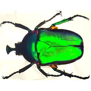 44mm Real Unicorn Green Rose Chafer Beetle in Crystal Clear Lucite Resin Specimen St. Patrick's Day Color Preserved Trigonophorus Insect Bug Taxidermy Collection Decor