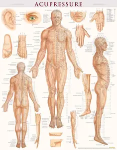 BarCharts Acupressure-Laminated