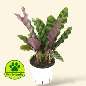 Calathea Rattlesnake 4" Pet Safe House Plant - Pet Friendly & Safe for Pets