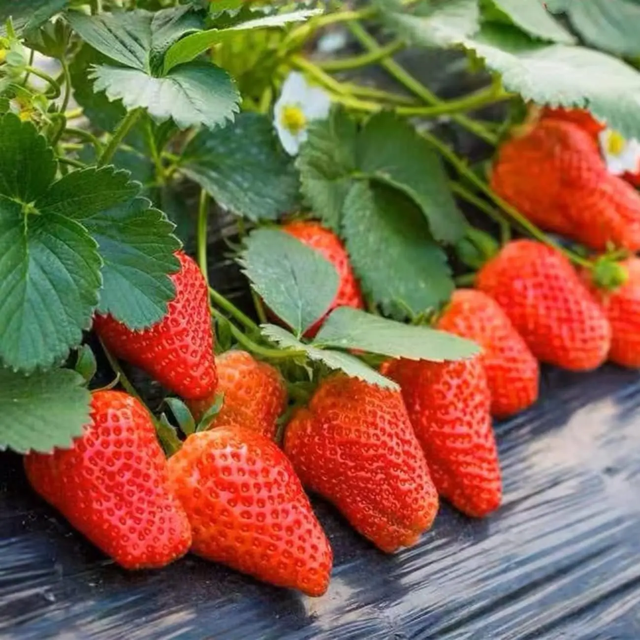 1000+ High-Yield Perpetual Strawberry Seeds | Sweet, Heirloom, Non-GMO for Year-Round Harvests in Hydroponic Gardens