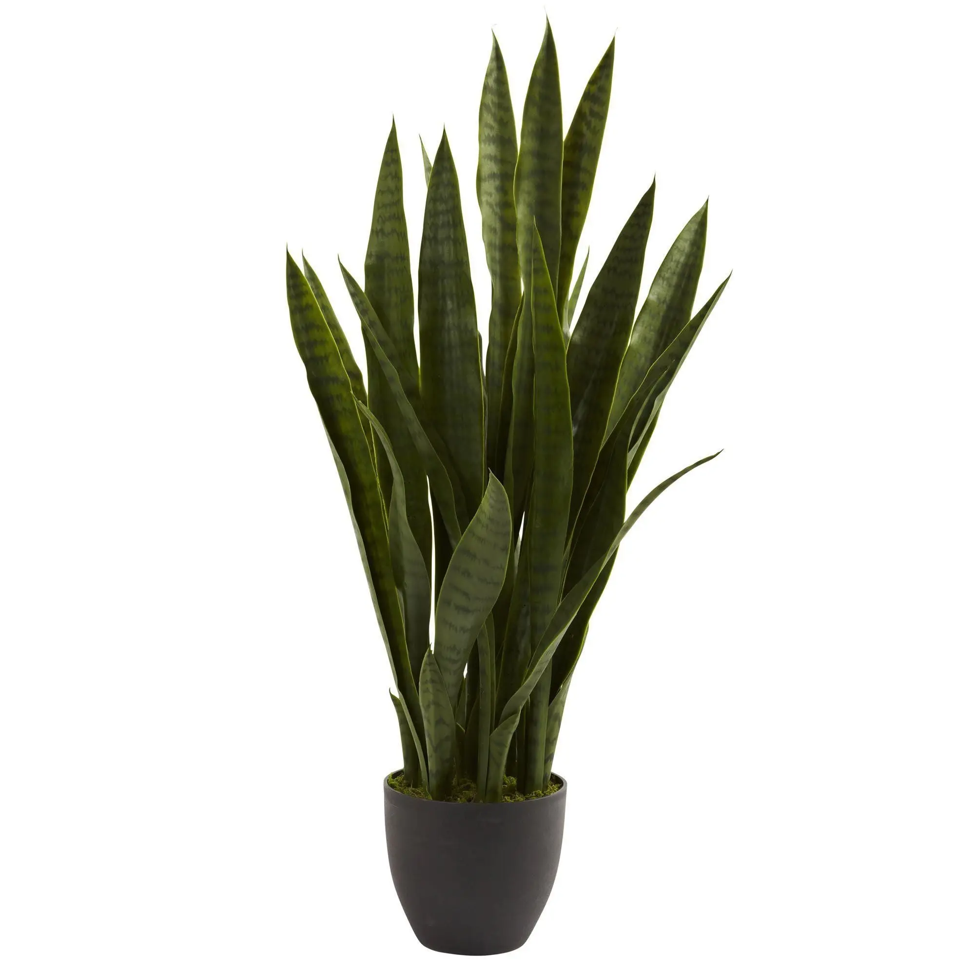 Sansevieria Plant - Live House Plants with Included Black Garden Pot, Botanical Aesthetic Home Decor, Stays Fresh for Years Home Improvement Garden Supply