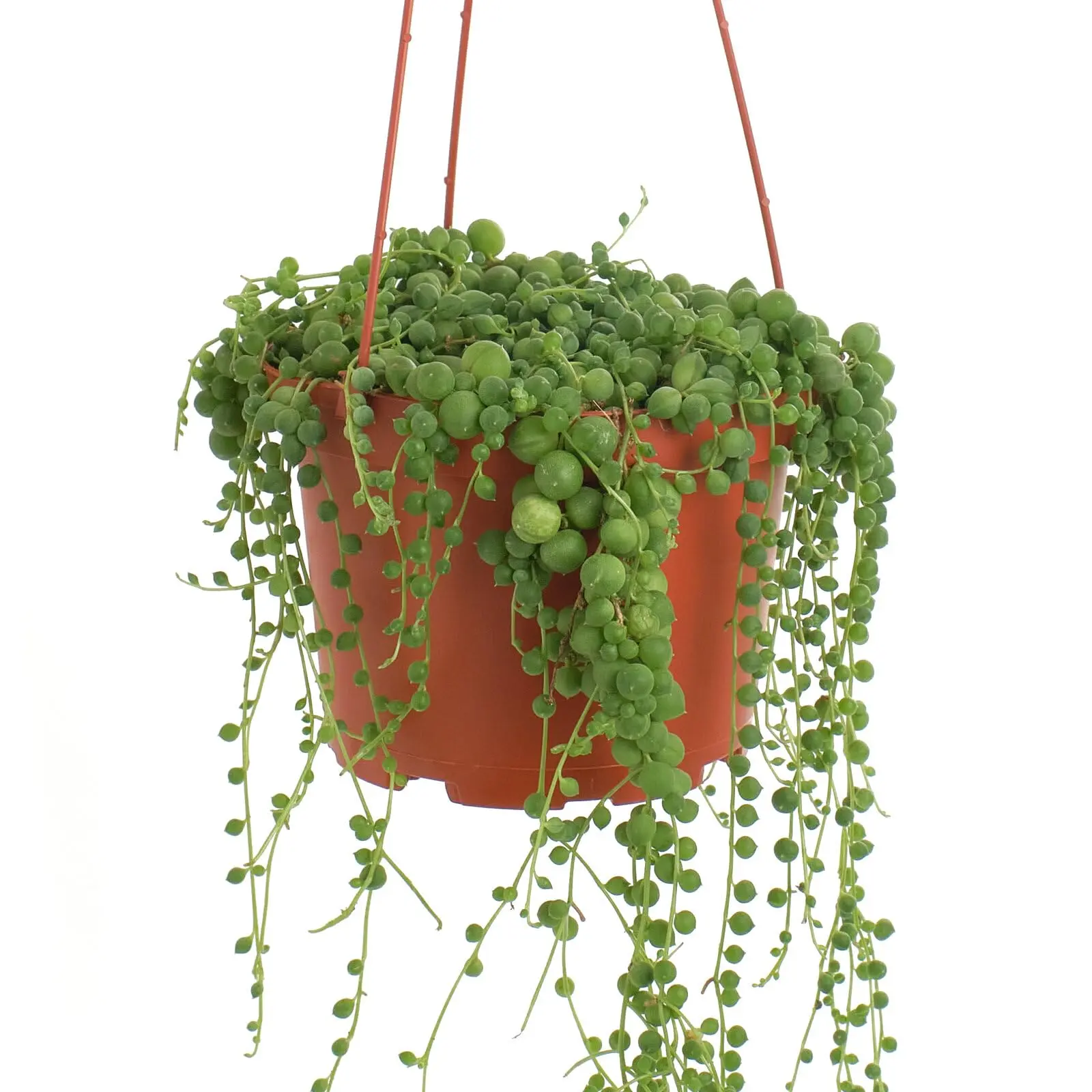 Shop Succulents 2" String of Pearls Hanging Succulent Live Plant, Versatile for Hanging Baskets, Vertical Gardens, Indoor & Outdoor Decor, Low-Maintenance Indoor Plant