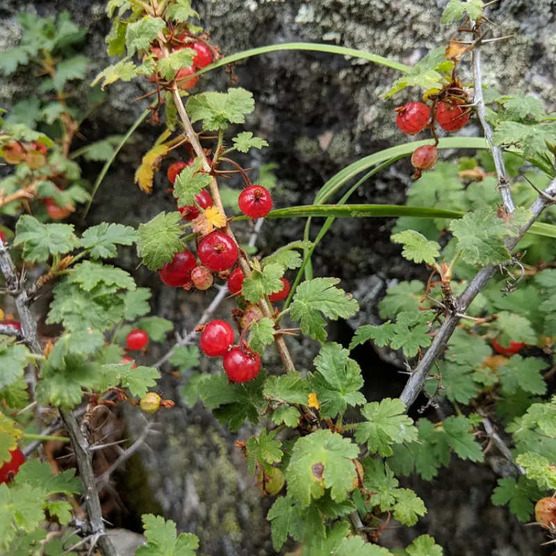 Mountain Gooseberry Seeds (Ribes montigenum) – Cold-hardy alpine species producing tart red berries. Great for native landscapes and high-elevation gardens.
