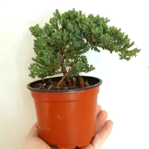 Bonsai Tree
