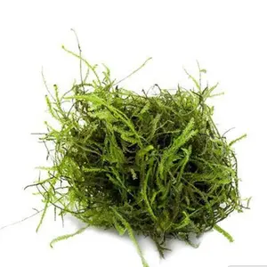 Java Moss