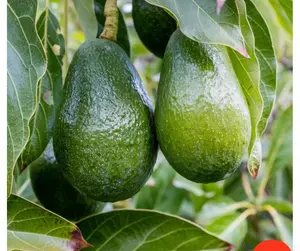 Avocado “ Oh La La” variety , cold hardy avocado, live tree