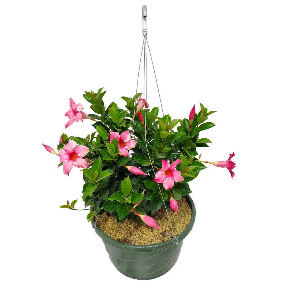 12" Pink Dipladenia Hanging Basket | Live Flowering Plant | Tropical Plants of Florida