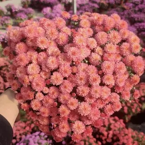 200 Pcs Chrysanthemum Seeds, Fragrant Plants, Garden & Home Use, Evergreen, Non-GMO