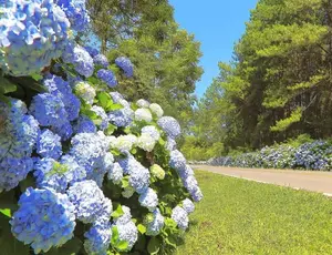 20pcs Blue Pink Purple Hydrangea Seeds for Garden Decorative Plants & Ornaments Easy to Plant and Grow Diverse Hues Large Blooms Perfect for Beginner & Experienced Gardeners Artificial Flowers Bouquet