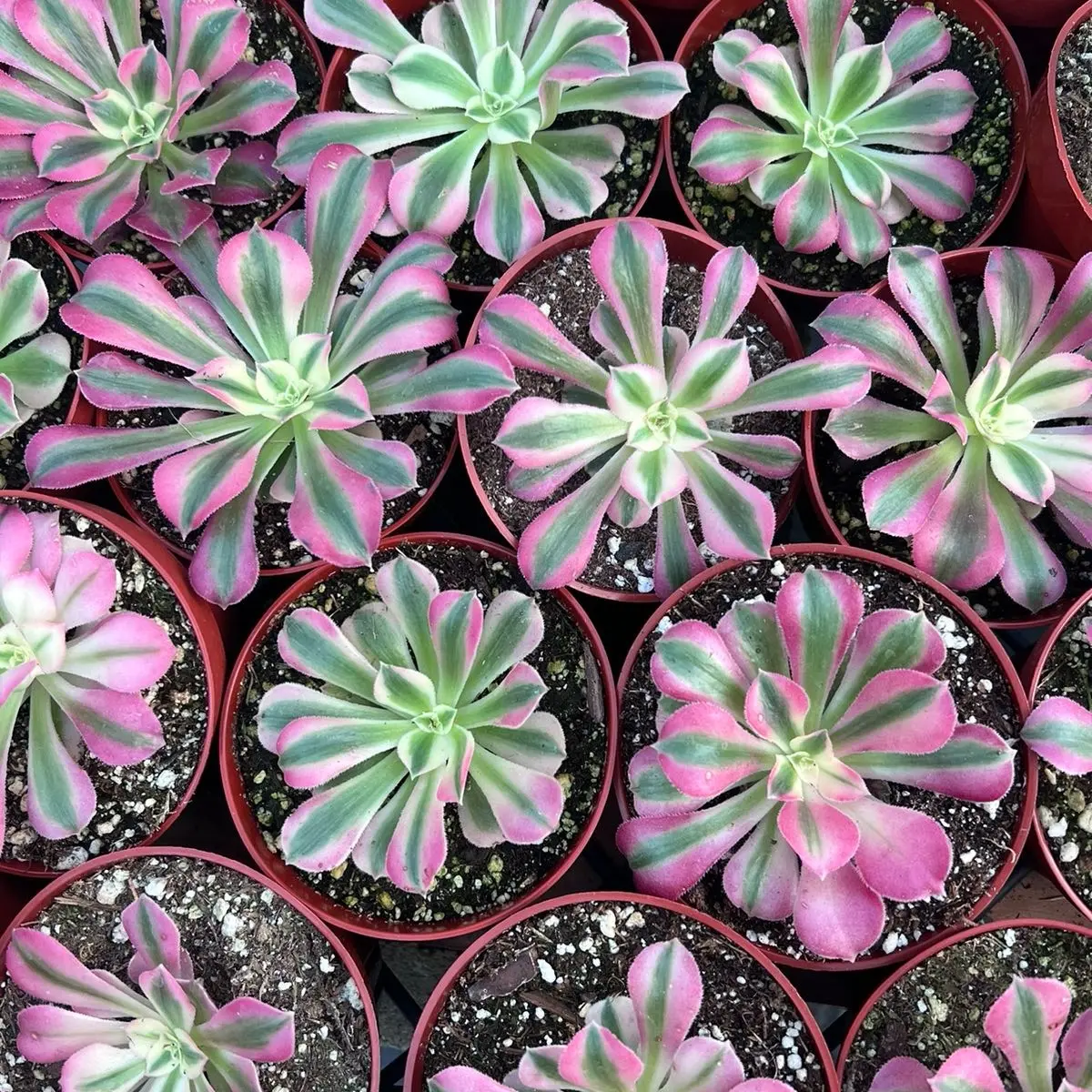 Pink Witch Aeonium | Rare Succulent Plant | Home & Garden | 4” Pink Witch Aeonium | Rare Succulent Plant | Home & Garden | 4”