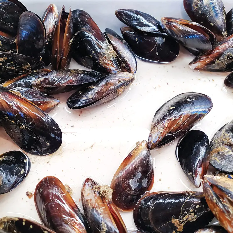Fresh PEI Mussels – 10 lb Bag | Live Blue Mussels