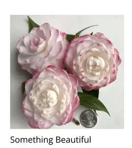 1 Camellia Japonica Plant- SOMETHING BEAUTIFUL - Live STARTER Plant--VERY UNIQUE BLOOMS in pot 3" to 5" tall.