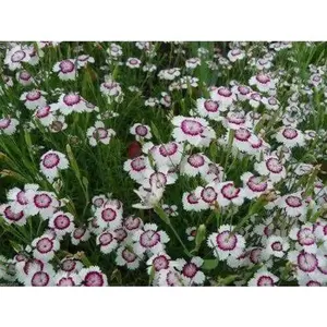 Dianthus deltoides, Arctic Fire' FLOWERS Seed