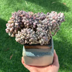 Pachyphytum 'Baby Finger' 7” - A Unique Succulent with Delicate Leaves and Compact Size, Ideal for Plant Lovers