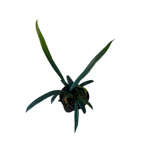 3” Microsorum thailandicum 'Blue Oil Fern' | Pet safe houseplant