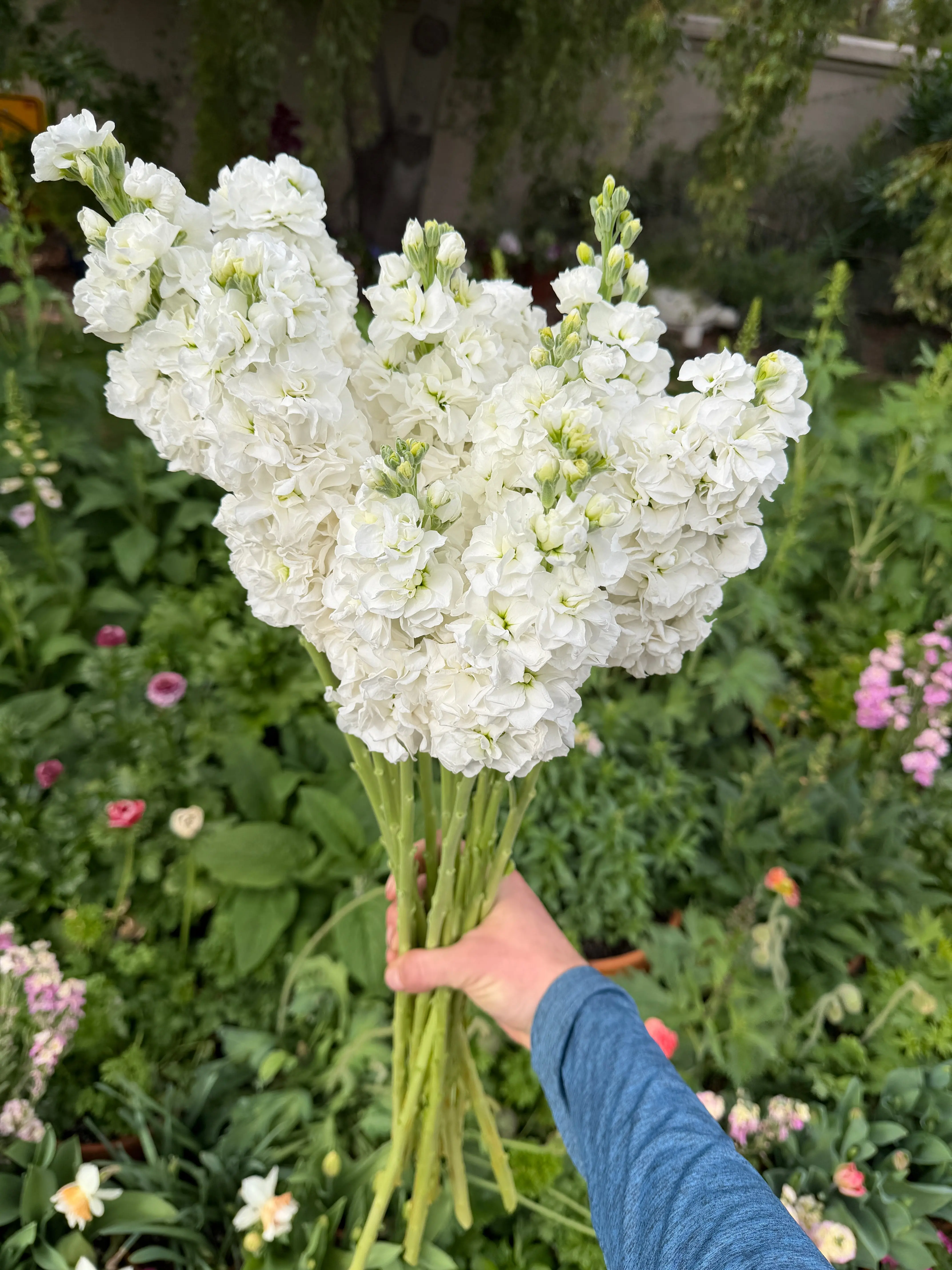 Stock Double White seeds