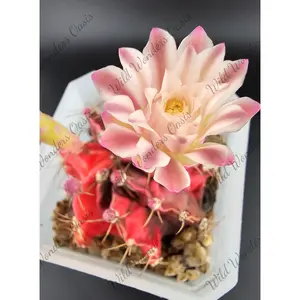 🌵🌸 Gymnocalycium – The Button Cactus with a Surprise Bloom 🌸🌵