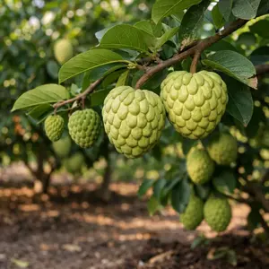 Cherimoya Seeds – Exotic Fruit Seeds for Garden, Easy Grow Tropical Plants