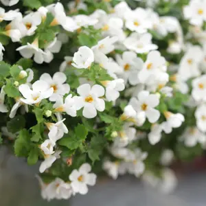 Snowstorm® Snow Globe® Bacopa