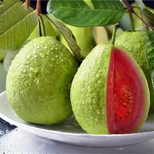 100 Tropical Red Guava Seeds - Compact Fruit Tree for Backyard or Pots - Exotic Fruit with Vibrant Red Flesh - Fast Growing & Container Friendly - Ideal for Warm Gardens or Patios