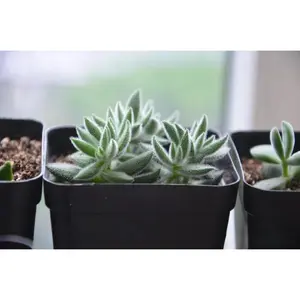 2"Live Succulent (Crassula mesembryanthemoides)