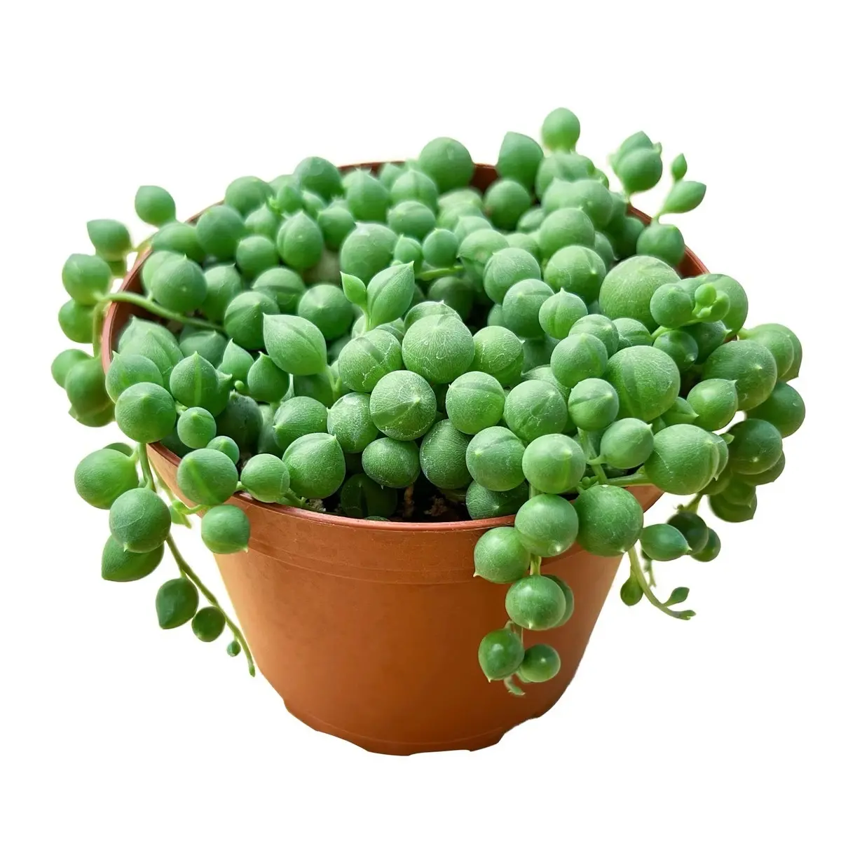 4” string of pearls bedroom sculptures