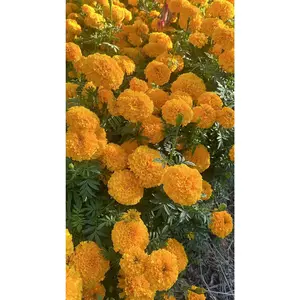 Marigold Coco 'gold'