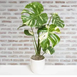 Monstera Thai Constellation 4" - Elegant Variegated Houseplant in Pot for Indoor Decor & Low-Maintenance Care, Perfect for Plant Collections