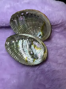 Abalone Shells