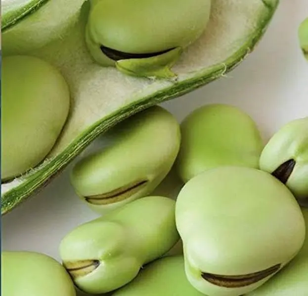 Aquadulce Fava Bean Seeds for Planting, 25 Premium Heirloom Seeds Per Packet, Non GMO Seeds, Botanical Name: Vicia faba, Great Home Garden Gift