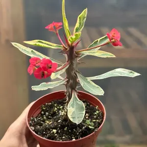 Euphorbia Crown of Thorns Variegated in 4” Pot Live Houseplants with Vibrant Pink Flowers and Durable Leaves for Bold Tropical Decor