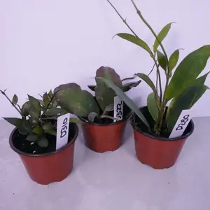 Mystery Hoya Bundle 4” (3 Pack) | $90 Value | Rare & Variegated Hoya Plants