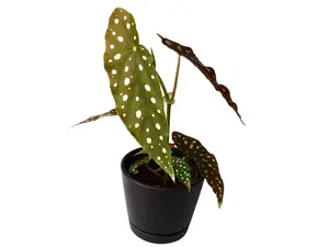 Begonia Maculata 4” Potted Live Plant - Angel Wing Begonia - Cane Begonia - Polka Dot Foliage - Silver Spots - Tropical Houseplant - Dark Green Leaves - White Flowers - Easy Care - Unique Indoor Climbing Shrub - Statement Foliage - Hardy, Easy Care