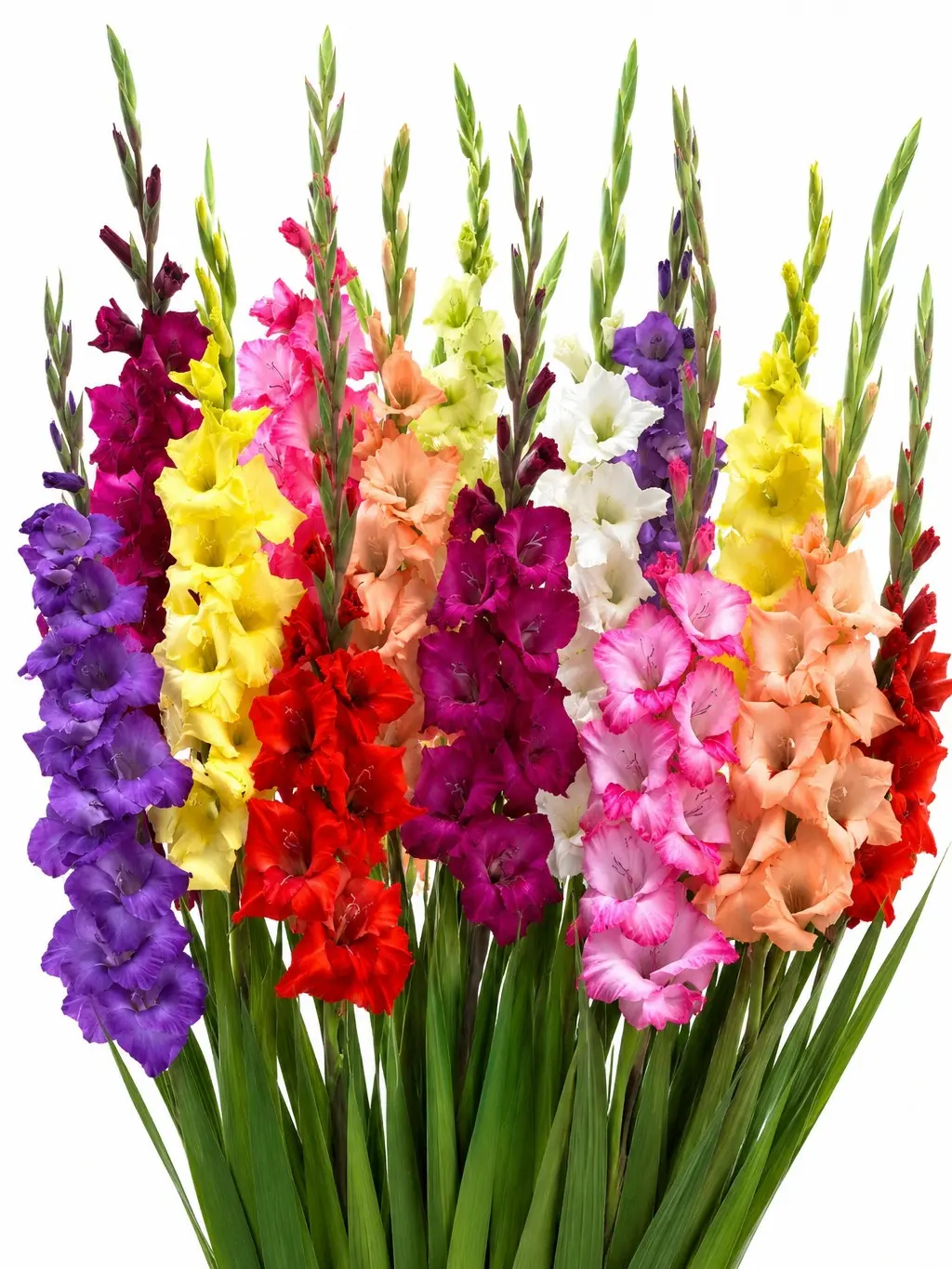 Premium Mixed Color Gladiolus Bulbs for Planting – Large Flowering Sword Lily Corms – Tall Summer Blooming Cut Flowers