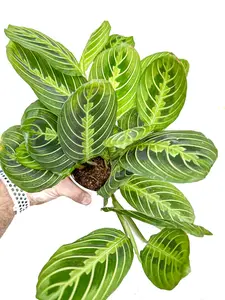 4" Maranta Prayer Plant 'Lemon Lime', Pet Friendly, Humidity Loving Plant, Live Houseplant, Indoor Plant