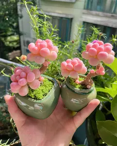 A dreamy succulent display nurtured from 1,000 seeds, arranged like shimmering pearls