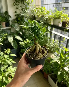 RZ-21 Ficus Ginseng Live Bonsai Tree in 4 Inch Pot | Easy Care Indoor Plant for Home & Office Decor